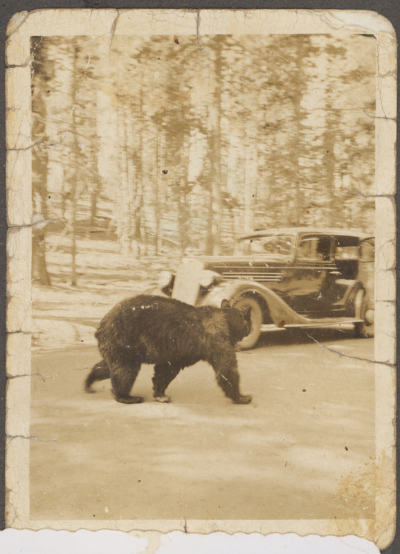 Incontro con l'orso in California