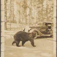 Incontro con l'orso in California